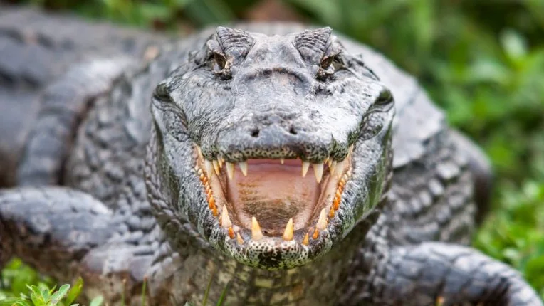 Hombre de 68 años hospitalizado tras ser atacado por un cocodrilo en los Everglades de Florida